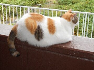 9月20日（7-6）仮