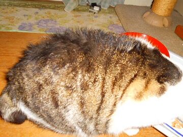 4月12日（35）仮