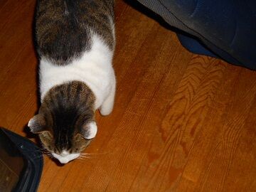 11月26日（11）仮