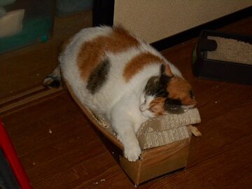 8月15日（33）仮