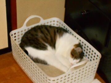 12月31日（1）仮