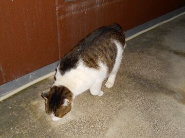 1月22日（61）仮