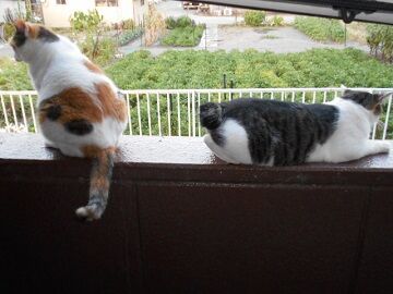 8月15日（25）仮