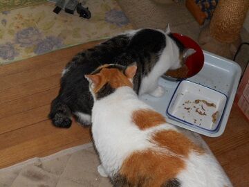 8月27日（13）仮