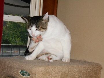 7月14日（40）仮