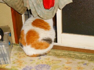 4月12日（29）仮