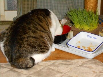 1月30日（13）仮