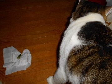 10月24日（24）仮