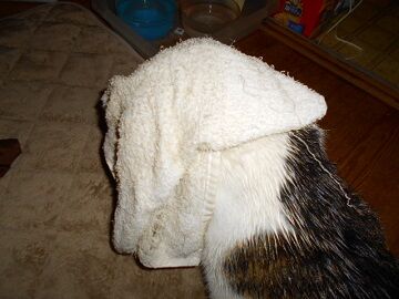 2月16日（42）仮