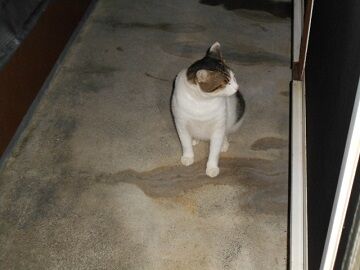 9月3日（2－8）仮