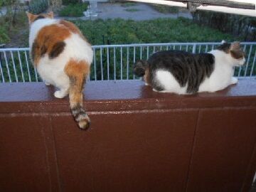 8月21日（34）仮