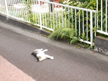 8月18日（17）仮