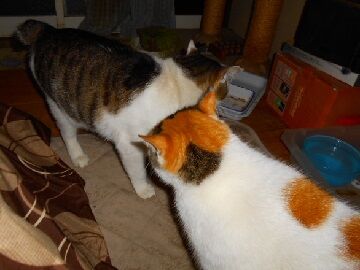 3月29日（43）仮