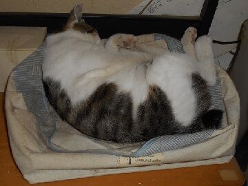 7月10日（59）仮