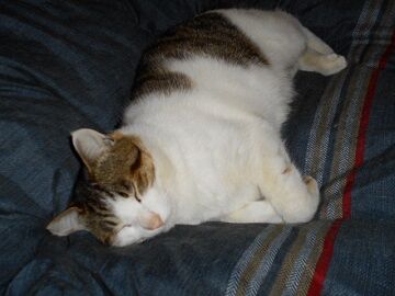 3月16日（40）仮