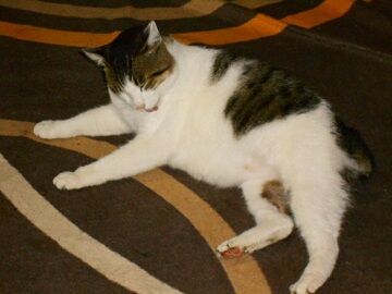 12月2日（31）仮