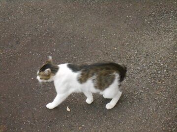 6月27日（10）仮