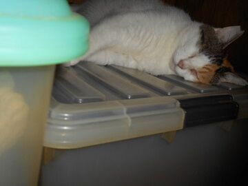 9月13日（7-4）仮