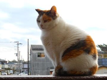 12月24日（12）仮