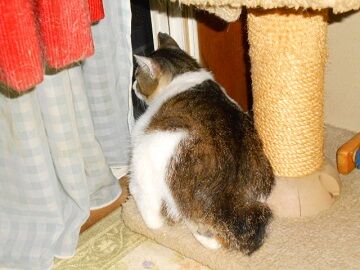 5月28日（53）仮