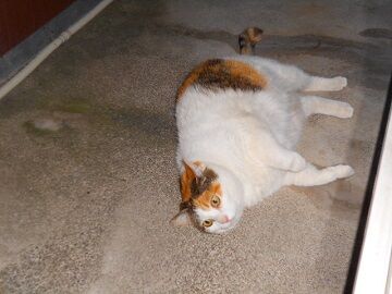 4月10日（59）仮