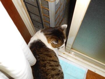 1月15日（33）仮