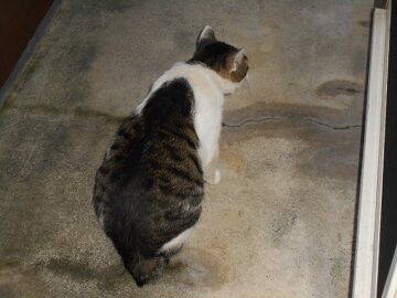 8月22日（33）仮