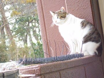 12月24日（9）仮