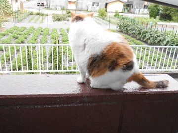 6月29日（99）仮