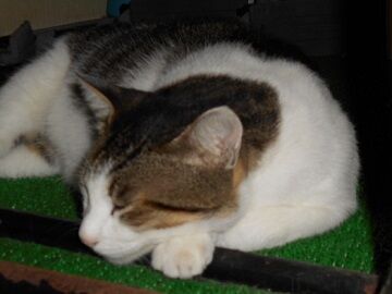 9月10日（7-6）仮