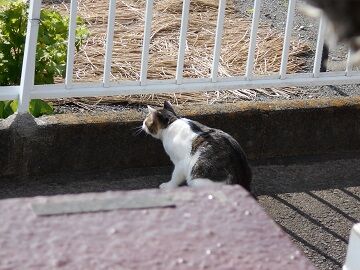 7月10日（17）仮