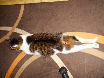 10月25日（51）仮