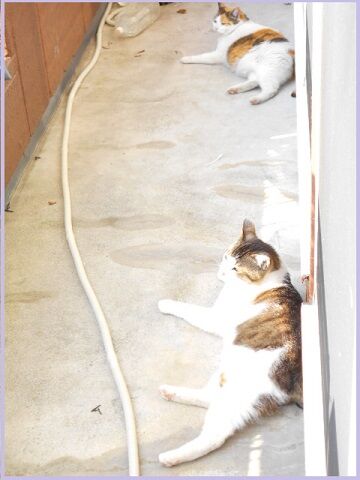 5月23日（37）仮