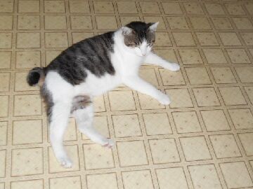 7月29日（15）仮