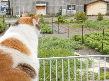 7月22日（15）仮