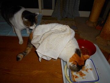 11月11日（3）仮