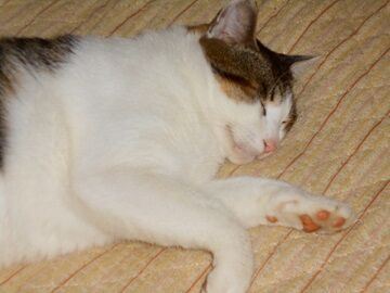 10月21日（15）仮