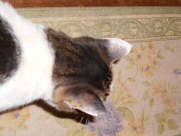 10月11日（19-3）仮