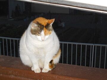 5月10日（51）仮