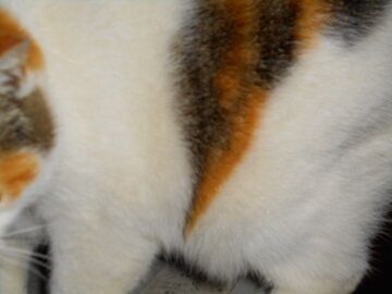 2月16日（39）仮