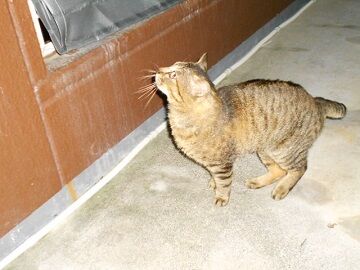 5月10日（68）仮