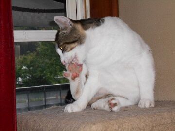 7月14日（42）仮