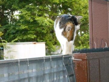 5月19日（31）仮