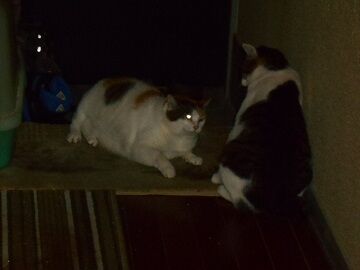 7月30日（20）仮