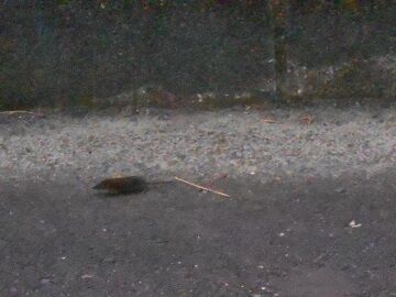 5月10日（19）仮