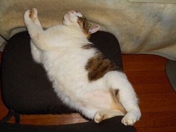 5月29日（29）仮