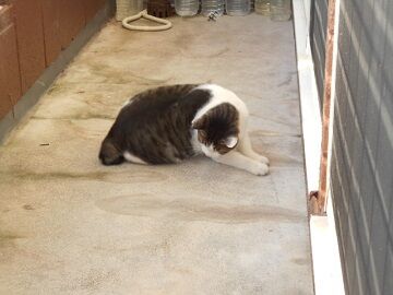 9月30日（6-1）仮