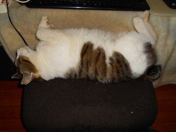 5月18日（66）仮