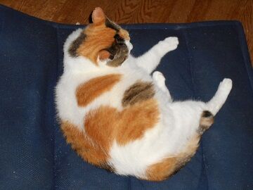 7月19日（38）仮