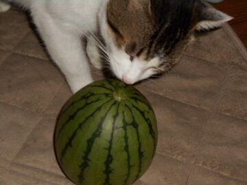 9月10日（18-9）使用